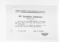 Ramularia lampsanae image